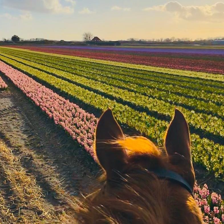 vakantie met je paard